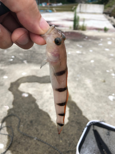 リュウグウハゼの釣果