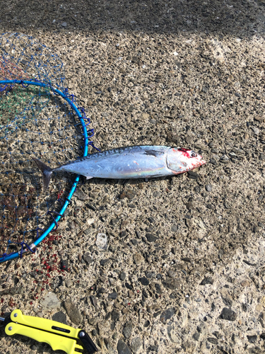 ソウダガツオの釣果