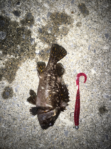 ソイの釣果