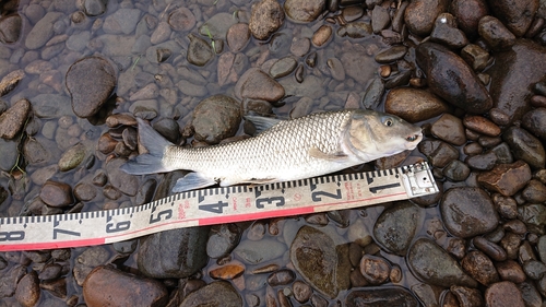 ニゴイの釣果