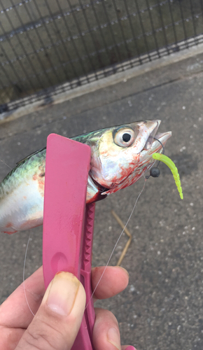 サバの釣果