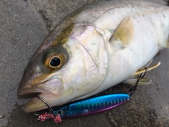 ショゴの釣果