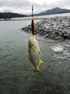 カンパチの釣果