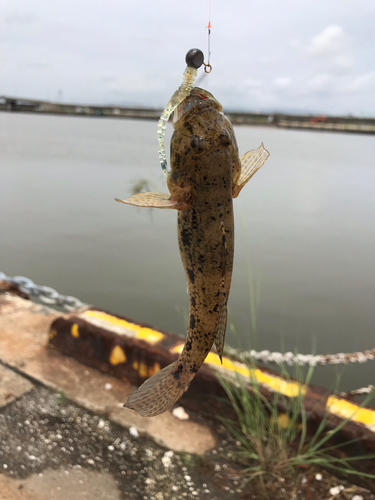 ハゼの釣果