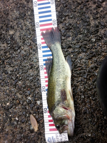 ブラックバスの釣果