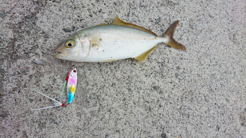 ショゴの釣果