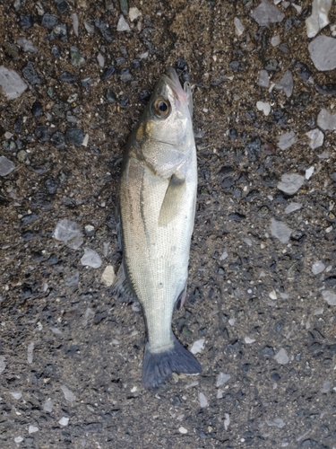 スズキの釣果