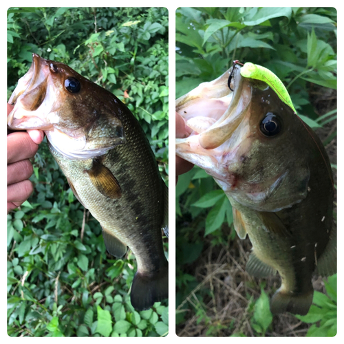 ブラックバスの釣果