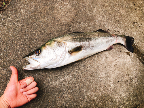 シーバスの釣果