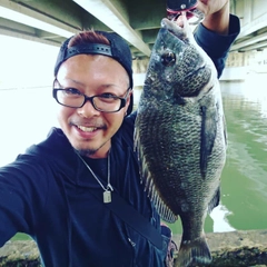 チヌの釣果