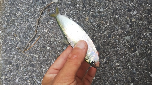 コノシロの釣果