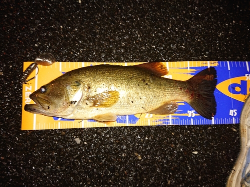 ブラックバスの釣果