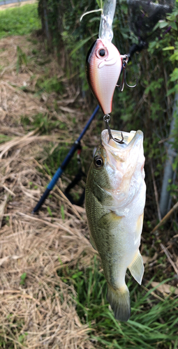 ラージマウスバスの釣果