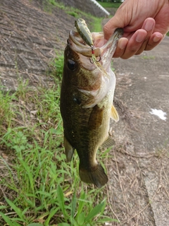 ラージマウスバスの釣果