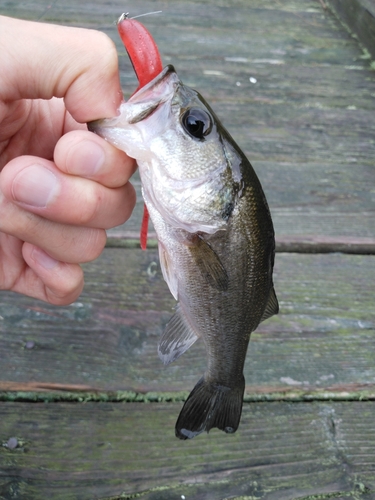 ラージマウスバスの釣果