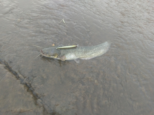 ナマズの釣果