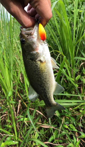 ブラックバスの釣果