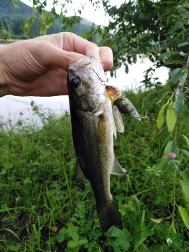 ラージマウスバスの釣果