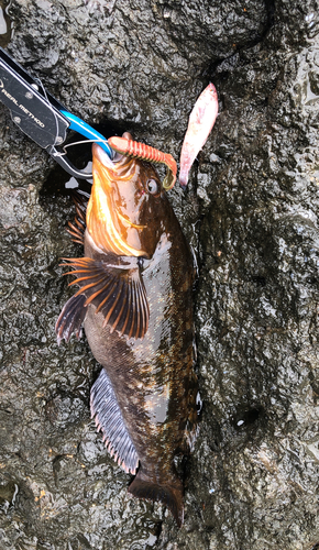 アイナメの釣果