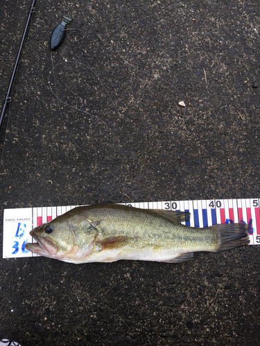 ブラックバスの釣果