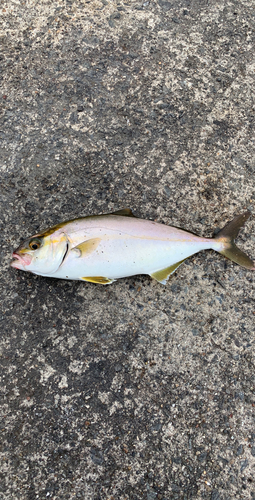 ワカシの釣果