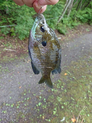 ブルーギルの釣果