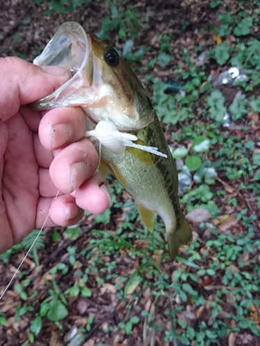 ラージマウスバスの釣果