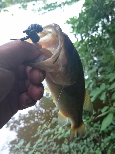 ラージマウスバスの釣果