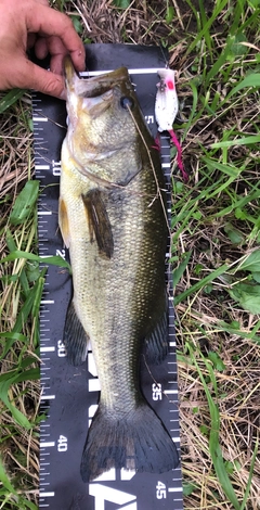 ブラックバスの釣果