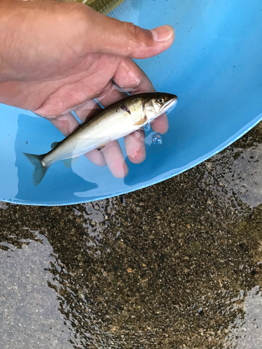 アユの釣果