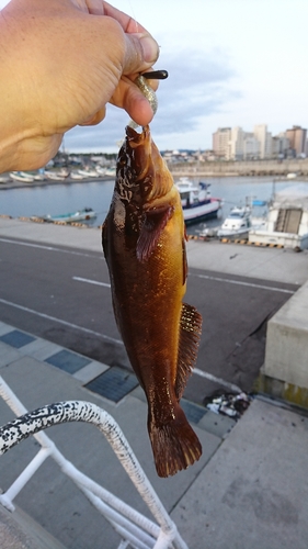 アイナメの釣果