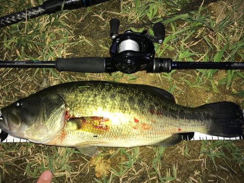 ブラックバスの釣果