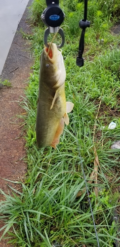 ナマズの釣果