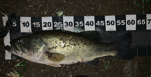 ブラックバスの釣果