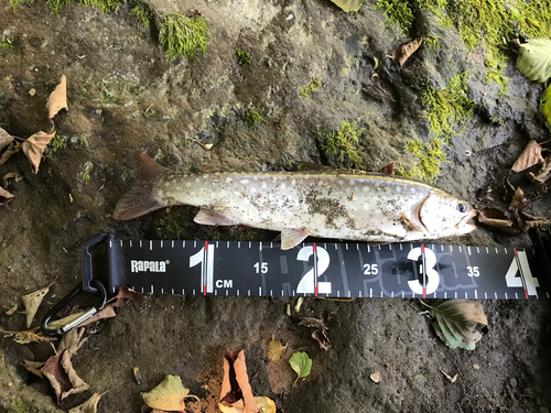 アメマスの釣果