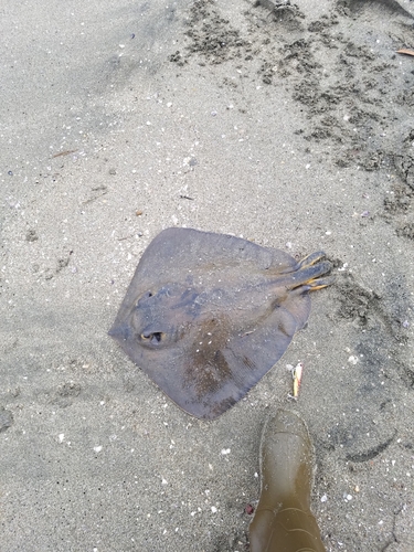 アカエイの釣果