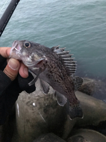 クロソイの釣果