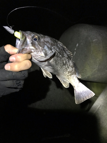 クロソイの釣果