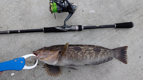 アイナメの釣果