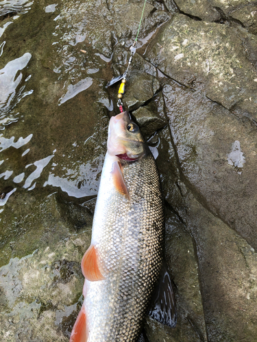 ウグイの釣果