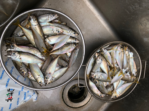 アジの釣果