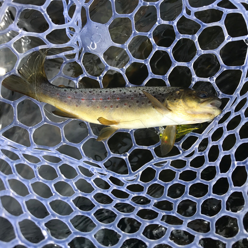 ブラウントラウトの釣果