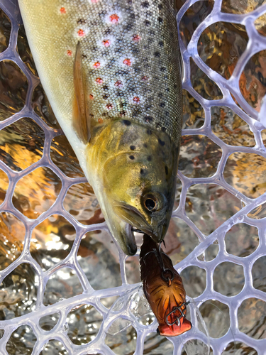 ブラウントラウトの釣果