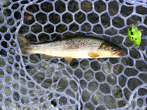 ブラウントラウトの釣果