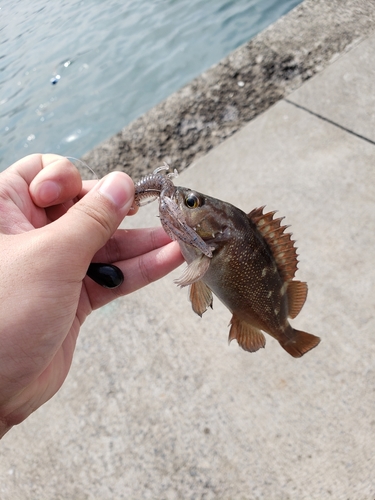 ガヤの釣果