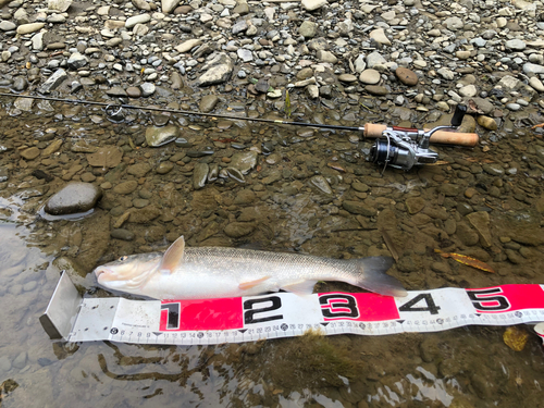 ウグイの釣果