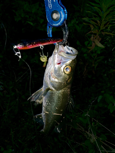 シーバスの釣果