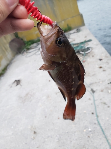 ガヤの釣果