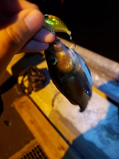 ガヤの釣果