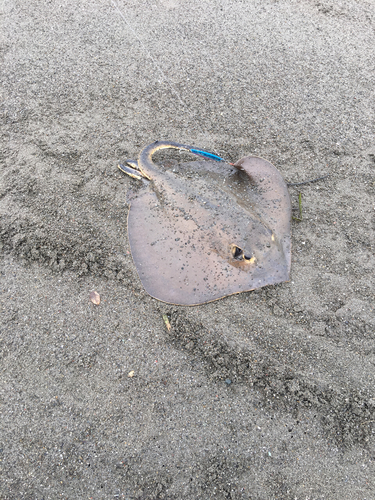 エイの釣果